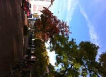 The street at the entrance to Alex and Beth's school, in Spring.  It does not look as pretty now!