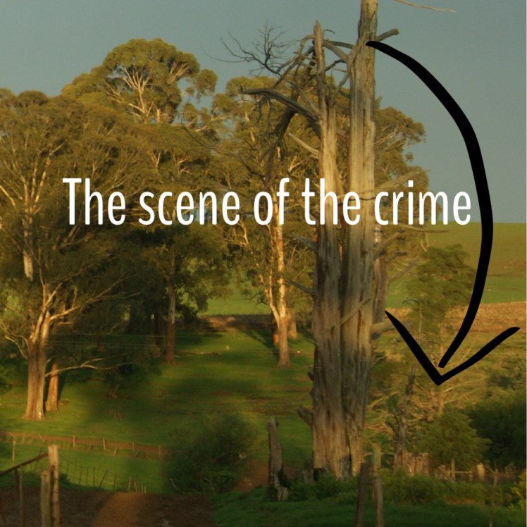 If you look very carefully, you can see the stump of a tree!